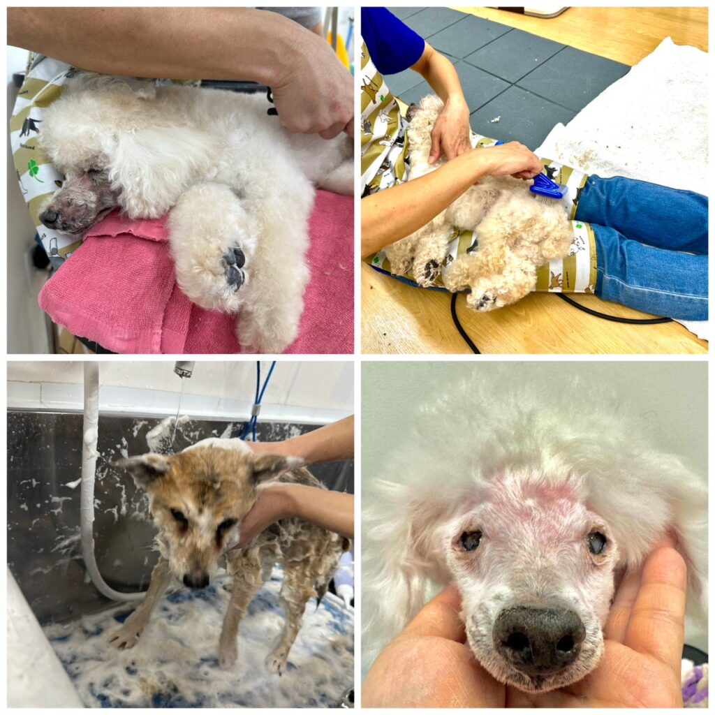 シャンプーのこだわり